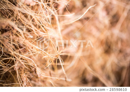 Coconut shell background and texture dried leave  28598610