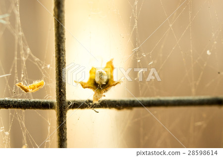 Nostalgisa spider web on the net blurry focus. Nostalgisa spider web on the net blurry focus. 28598614