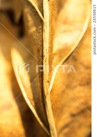 Yellow dried leave macro blurry focus. Yellow dried leave macro blurry focus. 28598615