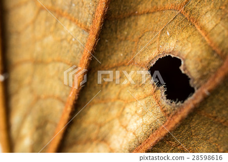 Yellow dried leave macro blurry focus. 28598616