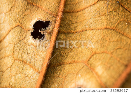 Yellow dried leave macro blurry focus. Yellow dried leave macro blurry focus. 28598617