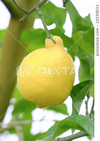 Lemon  28599033