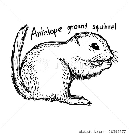 Antelope ground squirrel - vector illustration 28599377