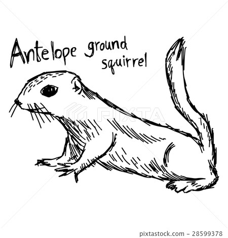 Antelope ground squirrel - vector illustration  28599378