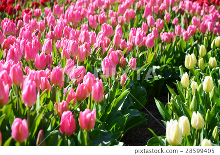 鬱金香領域 28599405