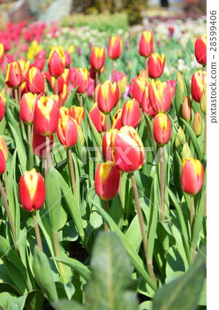 Tulip field 28599406