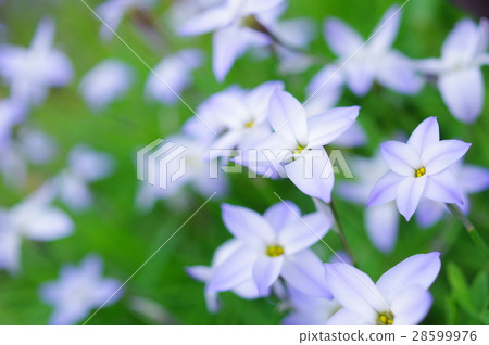 Hananira in full bloom 28599976