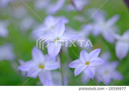 Gentle color hananilla 28599977