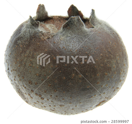 Medlar fruit cutout 28599997