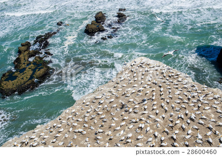 Muriwai Gannet Colony,New Zealand. 28600460