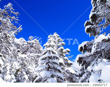 Yatsugatake的冰 - 冰和藍天 28600717