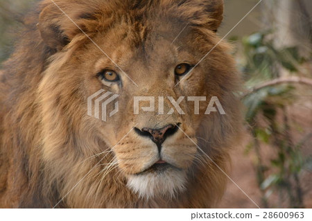 Male lion at the zoo Male lion at the zoo 28600963