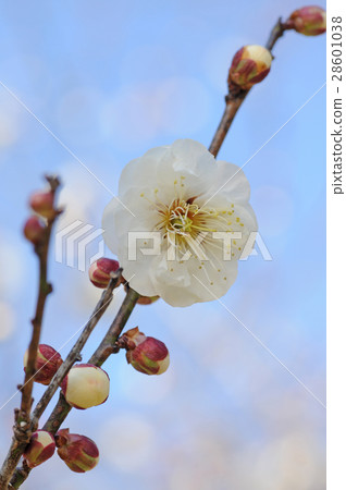 white plum blossom 28601038