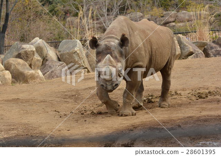 Zoos in the zoo 28601395