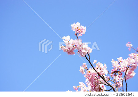 河津櫻花 28601645
