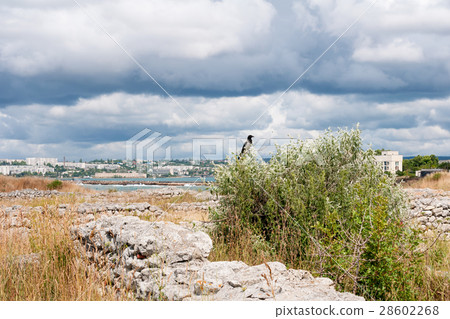 The remains of the ancient city of Chersonesus The remains of the ancient city of Chersonesus 28602268