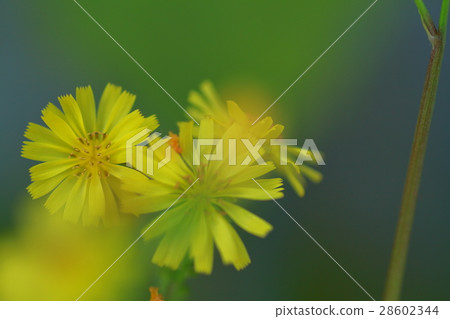 Dandelion Dandelion 28602344