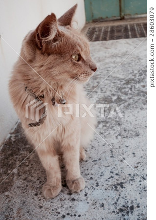 Beautiful cat Beautiful cat 28603079