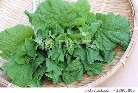 Naka Rape blossoms 28603896