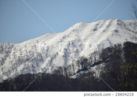 在雪山前面的樹立場在早期的春天和射擊在與藍天后面的一半背後照明 在雪山前面的樹立場在早期的春天和射擊在與藍天后面的一半背後照明 28604228