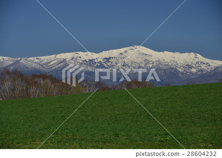 在早春拍攝在穗高穗香鎮的殘雪的上山前面的綠的草地 28604232