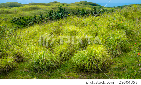 Palm Oasis in Wisata Bukit Teletubbies Hill, Nusa Palm Oasis in Wisata Bukit Teletubbies Hill, Nusa 28604355