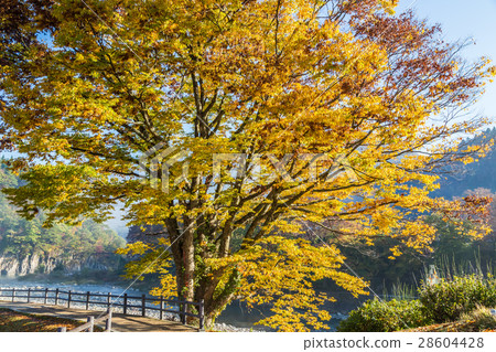 Autumn's World Heritage Shirakawago 28604428