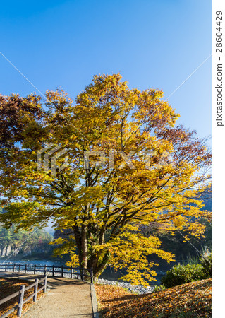 Autumn's World Heritage Shirakawago 28604429