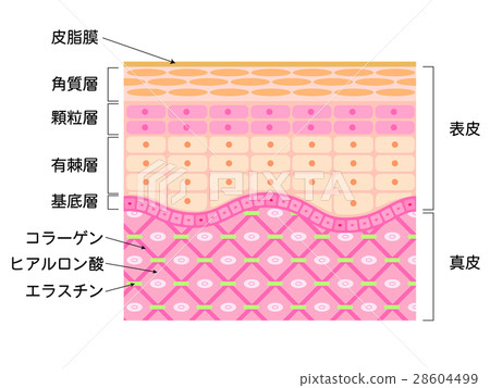 Skin cross section 28604499