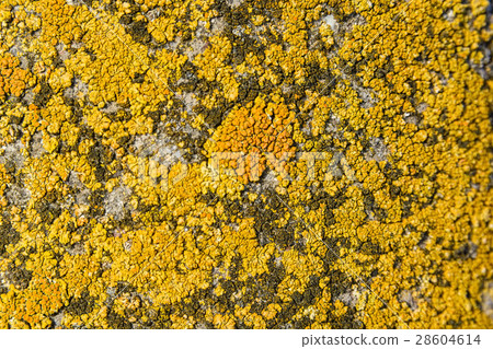 Close-up of stone covered by lichen 28604614