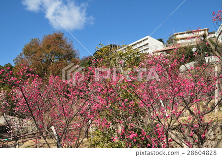 岡本公園 岡本公園 28604828