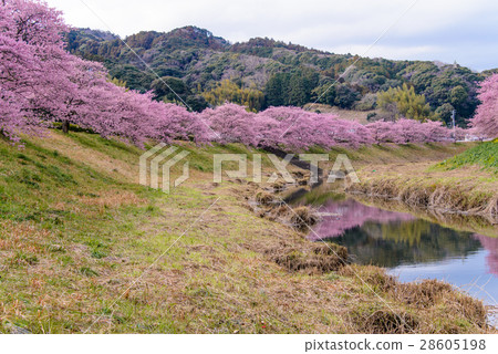 [Mizuizu Town, Shizuoka Prefecture] Kawazu Sakura along the Aono River 28605198