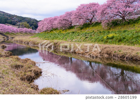 [靜岡縣水津町]青野川沿岸的河津櫻 28605199
