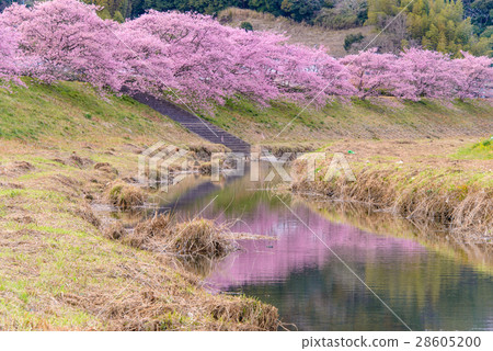 [靜岡縣水津町]青野川沿岸的河津櫻 28605200