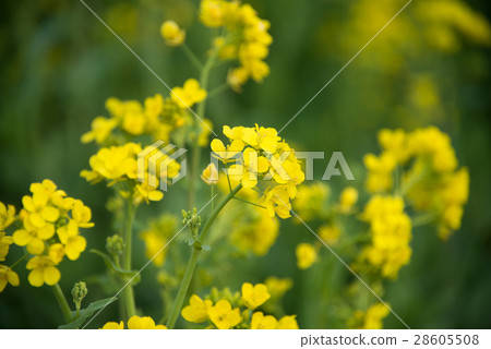 Rape blossoms 28605508