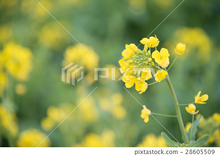 Rape blossoms Rape blossoms 28605509
