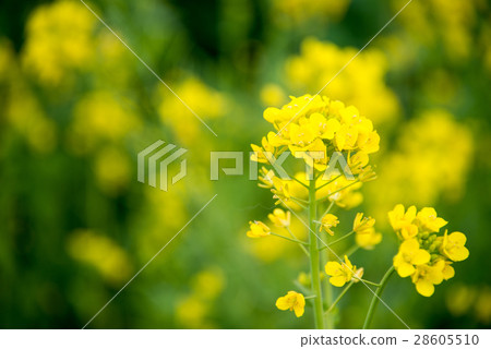 Rape blossoms Rape blossoms 28605510