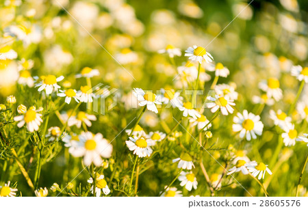 Medical daisy growing 28605576