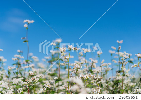 blooming buckwheat blooming buckwheat 28605651