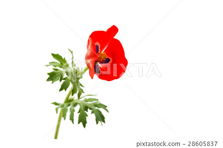 poppy flowers 28605837