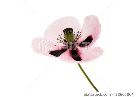 poppy flowers 28605864