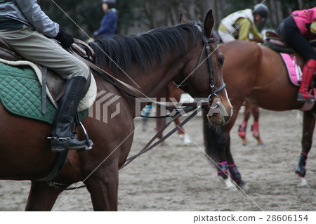 騎馬俱樂部 28606154