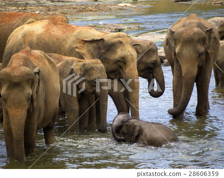 Elephant bathing at the orphanage Elephant bathing at the orphanage 28606359