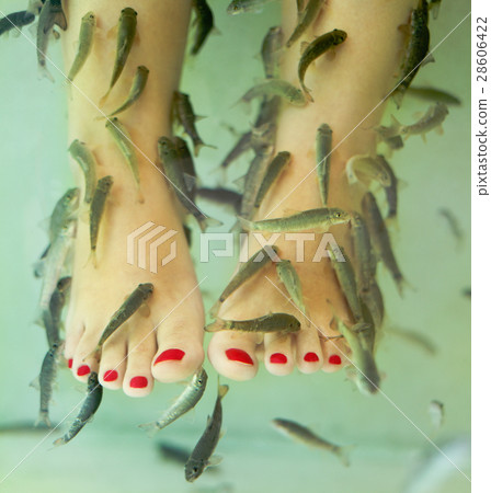 Fish spa pedicure 28606422