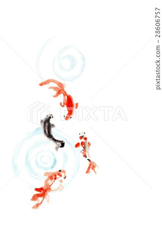 金魚，黑色和紅色，螺旋形 28606757