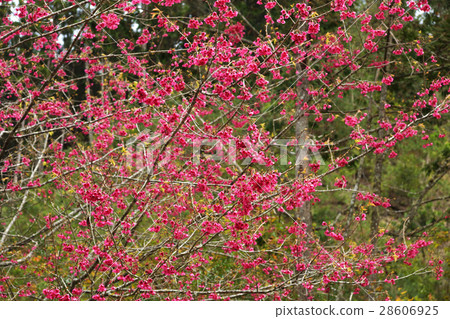 櫻花 櫻花 28606925