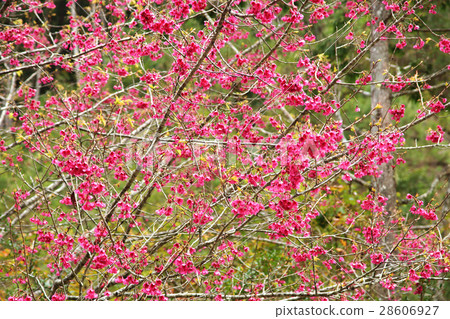 櫻花 櫻花 28606927