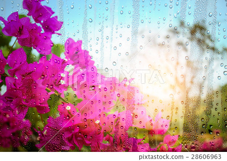 flowers and drops of water on glass. 28606963