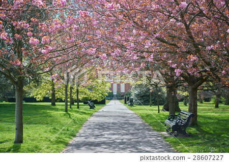 Cherry Blossom Avenue Cherry Blossom Avenue 28607227