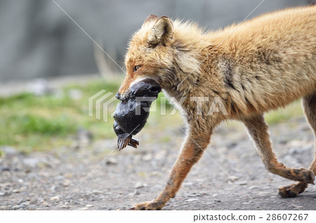 Kita狐狸與魚 28607267